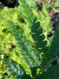 Comptonia peregrina (Sweet Fern) Hot on Sale