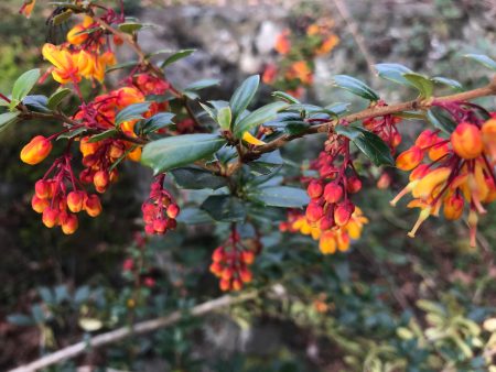 Berberis darwinii   (Darwin s Barberry) Online Hot Sale