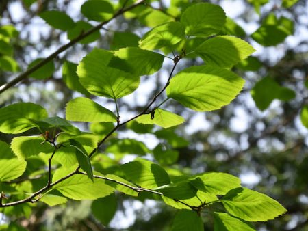 Alnus viridis ssp. sinuata (Sitka Alder) Discount