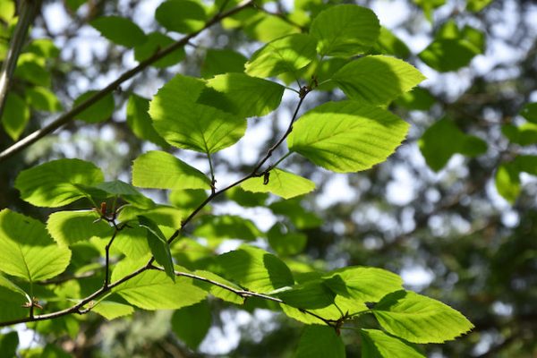 Alnus viridis ssp. sinuata (Sitka Alder) Discount