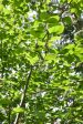 Alnus viridis ssp. sinuata (Sitka Alder) Discount