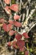 Viburnum sp. ZHN15-003 (Species viburnum) Hot on Sale