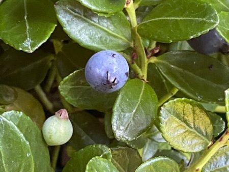 Gaylussacia brachycera  Berried Treasure  (Box Huckleberry) Sale