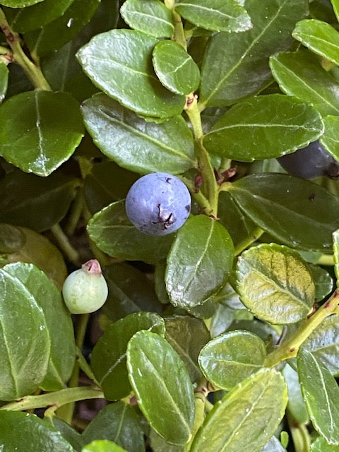 Gaylussacia brachycera  Berried Treasure  (Box Huckleberry) Sale