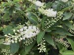 Clethra fargesii (Summersweet) For Sale