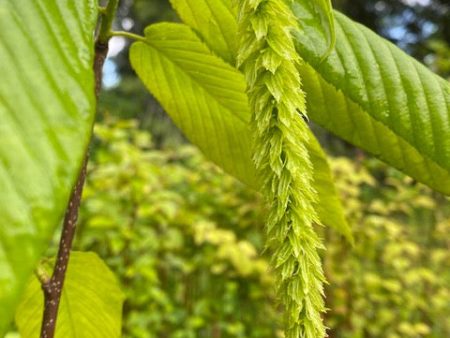 Carpinus fangiana  (Monkeytail Hornbeam) Online now