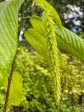 Carpinus fangiana  (Monkeytail Hornbeam) Online now