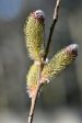 Salix gracilistyla  Mt. Aso  (Japanese Pink Pussy Willow) Fashion