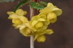 Berberis calliantha  (Black-Berried Barberry) Online