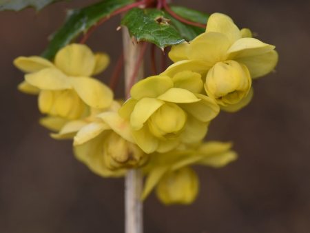 Berberis calliantha  (Black-Berried Barberry) Online