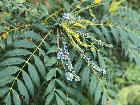 Mahonia  Ozzie Johnson   (Hybrid Oregon Grape) Supply