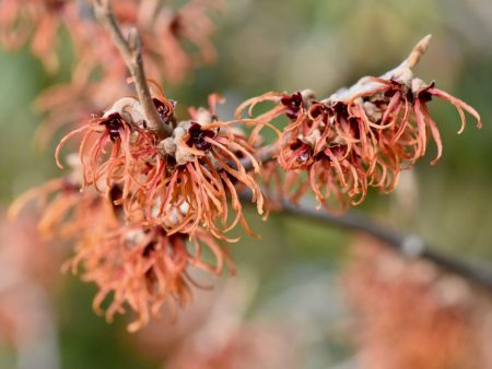 Hamamelis x intermedia  Jelena  (Witch Hazel) Online