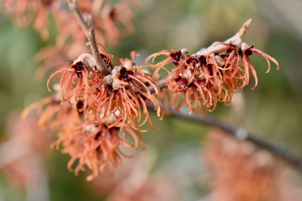 Hamamelis x intermedia  Jelena  (Witch Hazel) Online