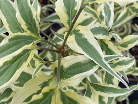 Cornus kousa  Summer Fun  (Variegated Dogwood) Hot on Sale