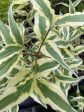 Cornus kousa  Summer Fun  (Variegated Dogwood) Hot on Sale