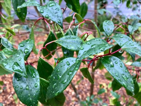 Viburnum propinquum (Species viburnum) Online