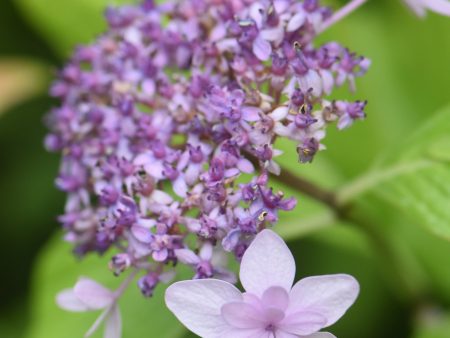 Hydrangea macrophylla  Izu no Hana    (Hydrangea) For Discount