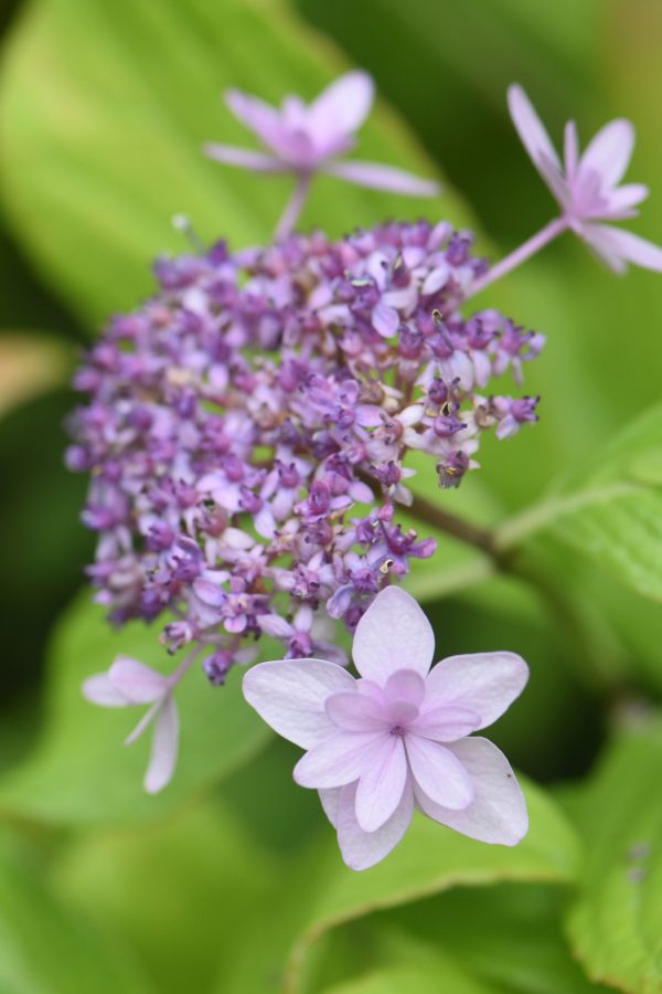 Hydrangea macrophylla  Izu no Hana    (Hydrangea) For Discount