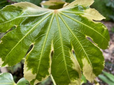 Fatsia japonica  Variegata  (Variegated Fatsia) Cheap