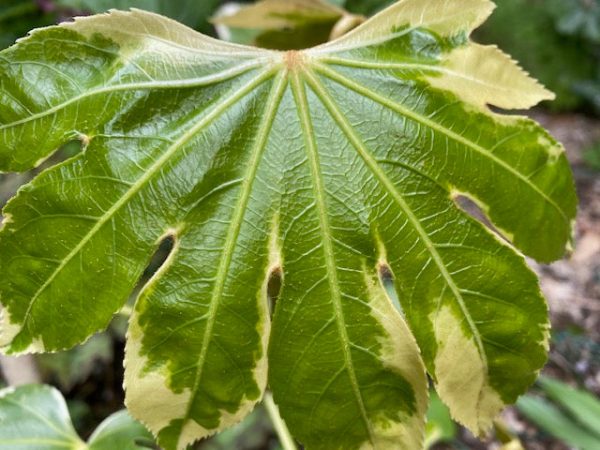 Fatsia japonica  Variegata  (Variegated Fatsia) Cheap