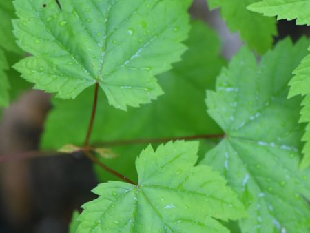 Acer glabrum ssp. douglasii AH-11-916 (Douglas Maple) Online Sale