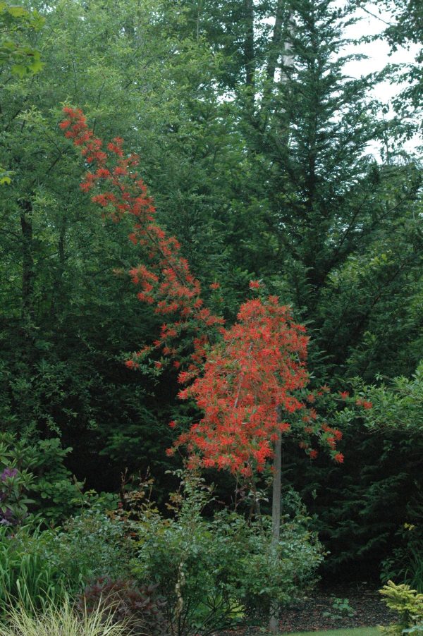 Embothrium coccinium RCH395 (Chilean Firebush) Fashion