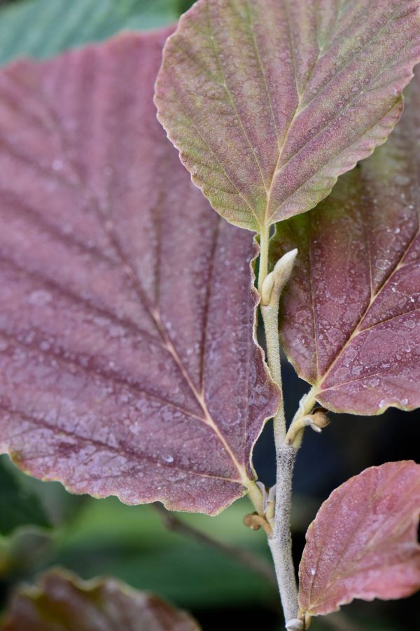 Hamamelis x intermedia  Diane  (Witch Hazel) Online now