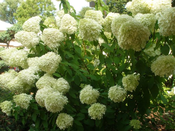 Limelight Hydrangea Bush Online Sale