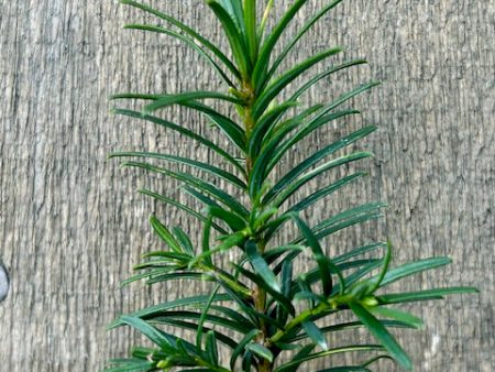 Taxus brevifolia (Pacific Yew) Cheap