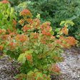 Viburnum dilatatum  Tandoori Orange  (Tandori Orange Viburnum) For Sale