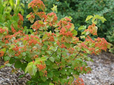 Viburnum dilatatum  Tandoori Orange  (Tandori Orange Viburnum) For Sale