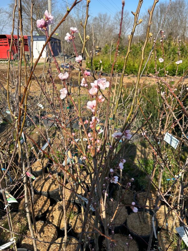 Fruit trees sale Online now