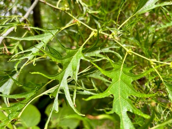 Alnus glutinosa  Imperialis  (Cutleaf Alder) Online