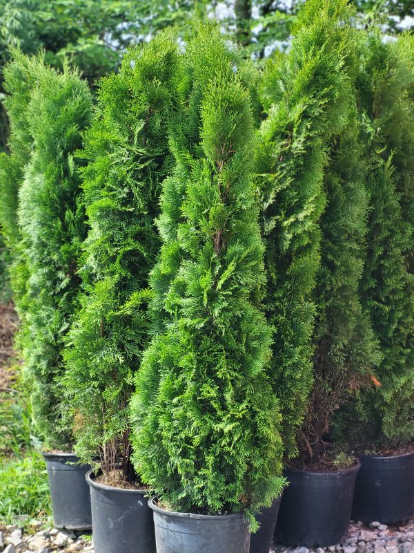 Emerald Green Arborvitae-  Thuja occidentalis  Online Hot Sale