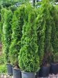 Emerald Green Arborvitae-  Thuja occidentalis  Online Hot Sale