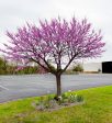 Eastern Red Bud Fashion