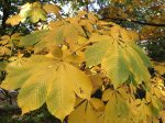 Aesculus chinensis (Chinese Horse Chestnut) Fashion