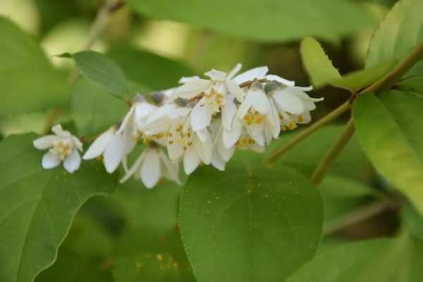 Deutzia glauca (Snow Flower) Online now