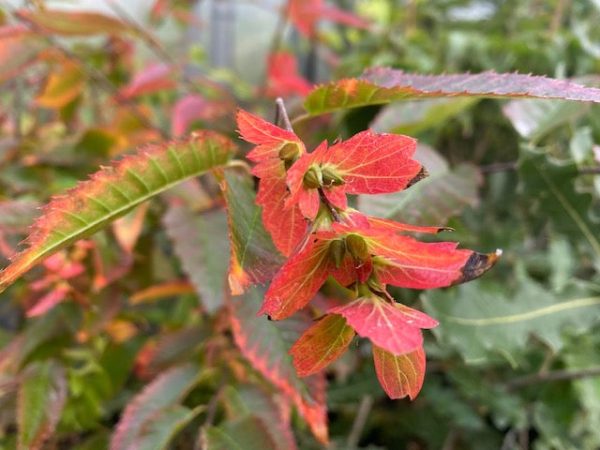 Carpinus caroliniana  Fire Belle  PPAF  (Hornbeam) Cheap