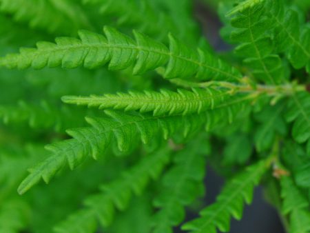 Comptonia peregrina (Sweet Fern) Hot on Sale