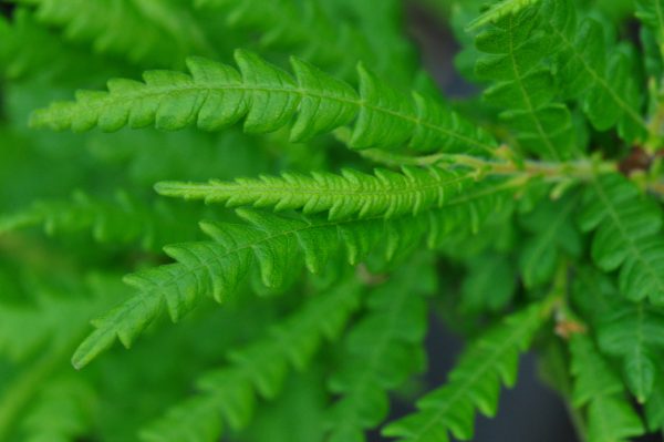 Comptonia peregrina (Sweet Fern) Hot on Sale