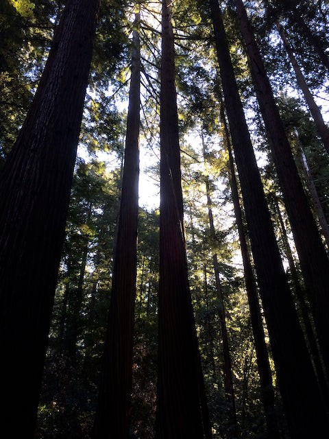 Sequoia sempervivens  (Coast Redwood) Sale