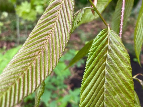 Carpinus fangiana  (Monkeytail Hornbeam) Online now