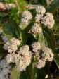 Viburnum setigerum (Tea viburnum) Supply