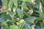 Sarcococca hookeriana var. humilis (Sweet Box, Christmas Box) Sale