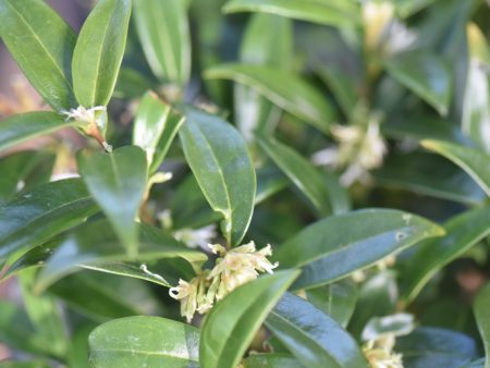 Sarcococca hookeriana var. humilis (Sweet Box, Christmas Box) Sale