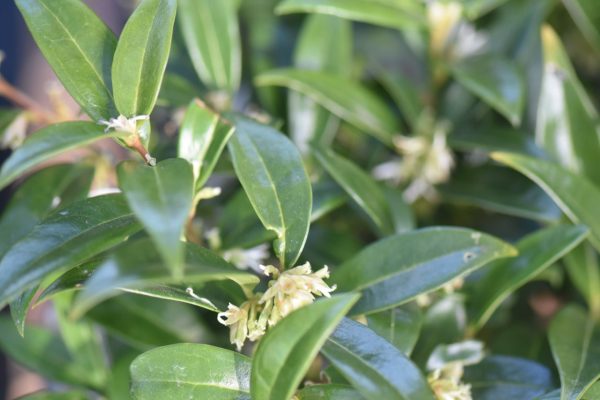 Sarcococca hookeriana var. humilis (Sweet Box, Christmas Box) Sale