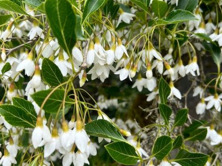 Styrax japonicus  (Snowbell) Cheap