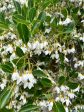 Styrax japonicus  (Snowbell) Cheap