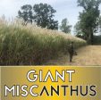 Real World Giant Miscanthus Fashion